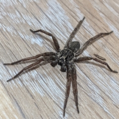 Mituliodon tarantulinus (Prowling Spider) at Kambah, ACT - 1 Jan 2022 by HelenCross