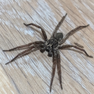 Mituliodon tarantulinus at Kambah, ACT - suppressed