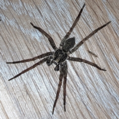 Mituliodon tarantulinus at Kambah, ACT - suppressed