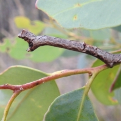 Geometridae (family) IMMATURE (Unidentified IMMATURE Geometer moths) at Acton, ACT - 1 Jan 2022 by HelenCross