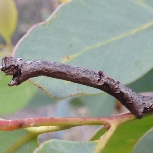 Geometridae (family) IMMATURE at Acton, ACT - suppressed