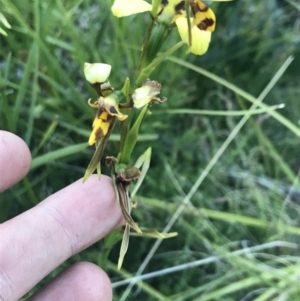 Diuris sulphurea at Cotter River, ACT - suppressed