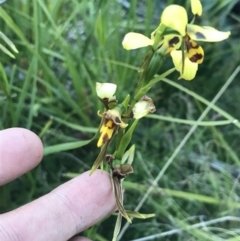 Diuris sulphurea at Cotter River, ACT - suppressed