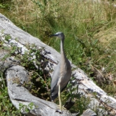 Egretta novaehollandiae (White-faced Heron) at Numeralla, NSW - 30 Dec 2021 by Steve_Bok