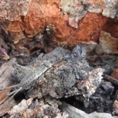 Eurepa marginipennis at Acton, ACT - 1 Jan 2022