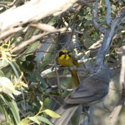 Lichenostomus melanops (Yellow-tufted Honeyeater) at Numeralla, NSW - 30 Dec 2021 by Steve_Bok