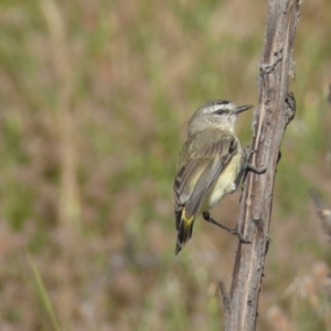 Acanthiza chrysorrhoa at Numeralla, NSW - 30 Dec 2021