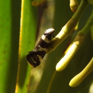 Isomoralla eriscota at Stromlo, ACT - suppressed