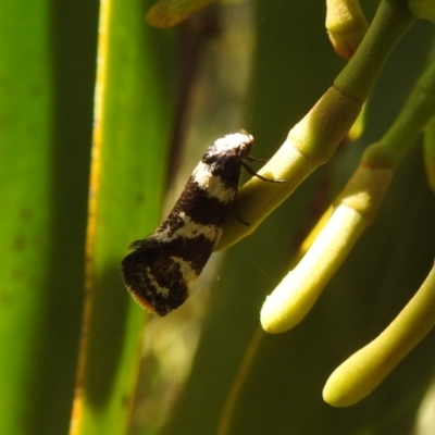Isomoralla eriscota (Philobota Group) at Stromlo, ACT - 31 Dec 2021 by HelenCross