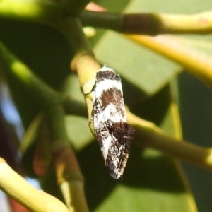 Isomoralla eriscota at Stromlo, ACT - suppressed