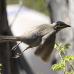 Caligavis chrysops at Stromlo, ACT - 31 Dec 2021