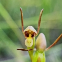 Orthoceras strictum (Horned Orchid) at Hyams Beach, NSW - 1 Jan 2022 by RobG1