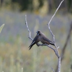 Artamus cyanopterus (Dusky Woodswallow) at Numeralla, NSW - 30 Dec 2021 by SteveBorkowskis