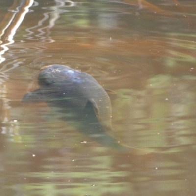 Cyprinus carpio (Common Carp) at Numeralla, NSW - 30 Dec 2021 by Steve_Bok