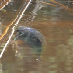 Cyprinus carpio at Numeralla, NSW - suppressed