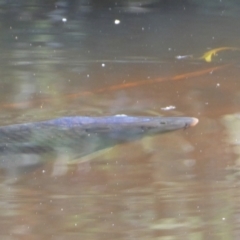 Cyprinus carpio at Numeralla, NSW - 31 Dec 2021