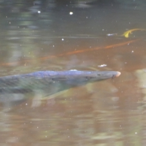 Cyprinus carpio at Numeralla, NSW - suppressed