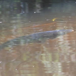 Cyprinus carpio at Numeralla, NSW - suppressed