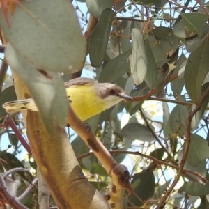 Gerygone olivacea at Stromlo, ACT - 31 Dec 2021