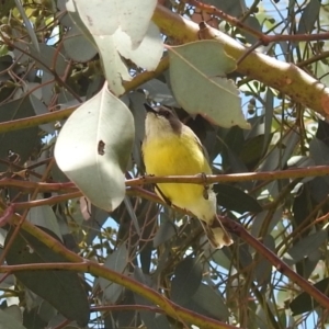 Gerygone olivacea at Stromlo, ACT - suppressed