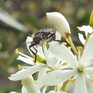 Eleale sp. (genus) at Stromlo, ACT - 31 Dec 2021