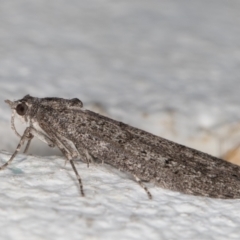 Heteromicta pachytera at Melba, ACT - 26 Oct 2021 09:35 PM