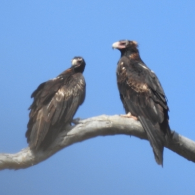 Aquila audax (Wedge-tailed Eagle) at Stromlo, ACT - 31 Dec 2021 by HelenCross