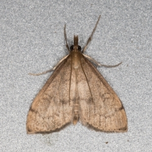 Uresiphita ornithopteralis at Melba, ACT - 26 Oct 2021