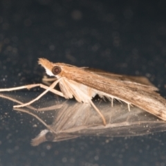 Uresiphita ornithopteralis at Melba, ACT - 26 Oct 2021