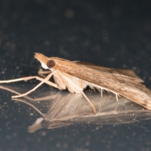 Uresiphita ornithopteralis at Melba, ACT - 26 Oct 2021