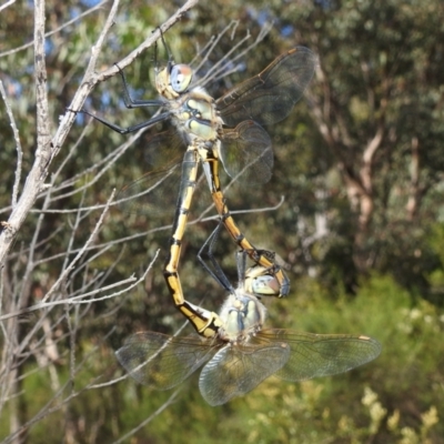 Hemicordulia tau (Tau Emerald) at Stromlo, ACT - 31 Dec 2021 by HelenCross