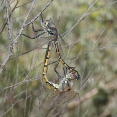 Hemicordulia tau at Stromlo, ACT - 31 Dec 2021