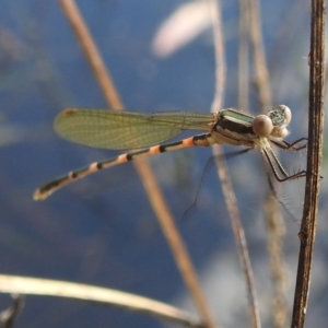 Austrolestes leda at Stromlo, ACT - 31 Dec 2021 04:53 PM