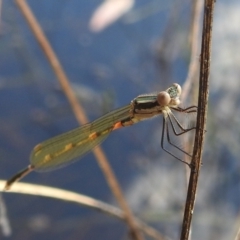 Austrolestes leda at Stromlo, ACT - 31 Dec 2021 04:53 PM