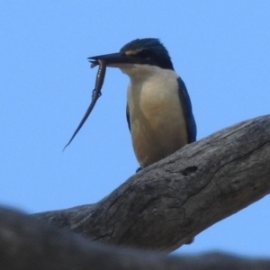 Todiramphus sanctus at Stromlo, ACT - 31 Dec 2021