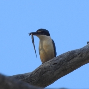 Todiramphus sanctus at Stromlo, ACT - 31 Dec 2021