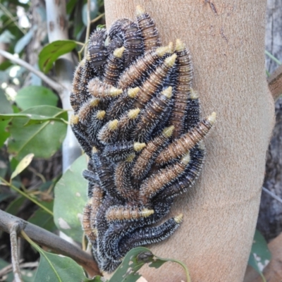 Perginae sp. (subfamily) (Unidentified pergine sawfly) at Stromlo, ACT - 31 Dec 2021 by HelenCross