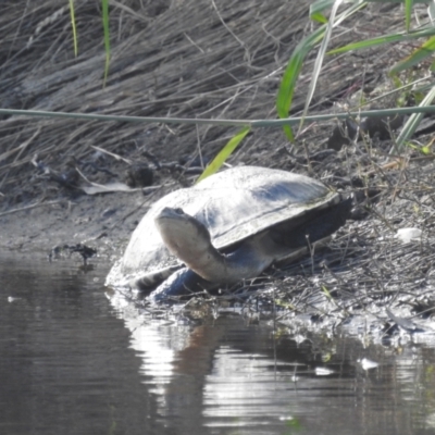 Chelodina longicollis (Eastern Long-necked Turtle) at Kambah, ACT - 31 Dec 2021 by HelenCross