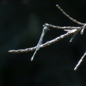 Austrolestes leda at Macarthur, ACT - 1 Jan 2022