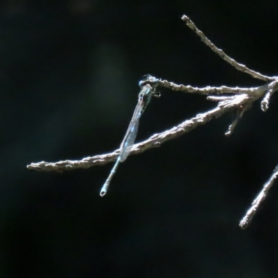 Austrolestes leda (Wandering Ringtail) at Macarthur, ACT - 1 Jan 2022 by RodDeb