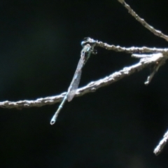 Austrolestes leda at Macarthur, ACT - 1 Jan 2022