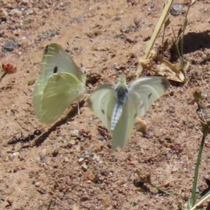 Pieris rapae at Hume, ACT - 1 Jan 2022 12:07 PM