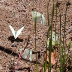 Pieris rapae at Hume, ACT - 1 Jan 2022 12:07 PM