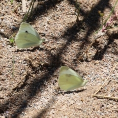 Pieris rapae at Hume, ACT - 1 Jan 2022 12:07 PM