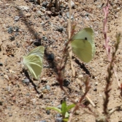 Pieris rapae at Hume, ACT - 1 Jan 2022 12:07 PM