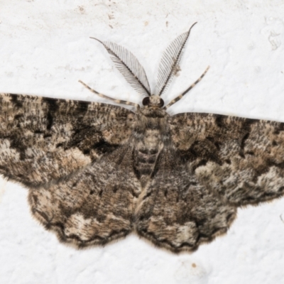 Unplaced externaria (Mahogany Bark Moth (formerly Hypomecis externaria)) at Melba, ACT - 26 Oct 2021 by kasiaaus