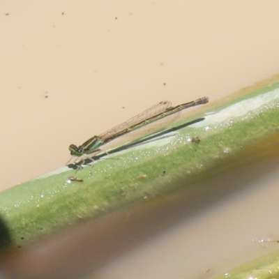 Ischnura aurora (Aurora Bluetail) at Hume, ACT - 1 Jan 2022 by RodDeb