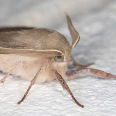 Arhodia lasiocamparia (Pink Arhodia (Oenochrominae)) at Melba, ACT - 26 Oct 2021 by kasiaaus