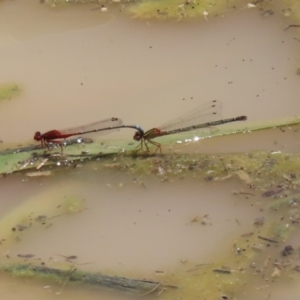 Xanthagrion erythroneurum at Hume, ACT - 1 Jan 2022