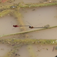 Xanthagrion erythroneurum at Hume, ACT - 1 Jan 2022